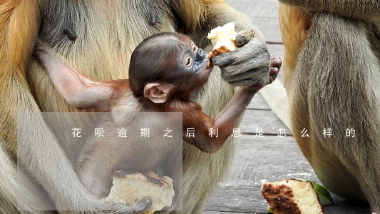 花呗逾期之后利息是怎么样的 花呗逾期之后利息是怎么样的
