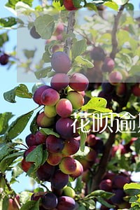 花呗逾期之后多长时间可用 花呗逾期之后多长时间可用