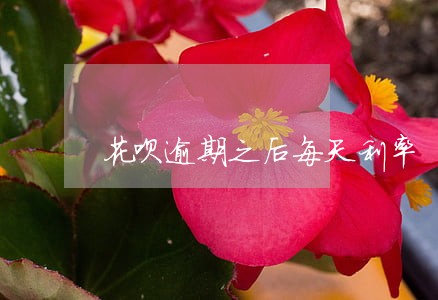 花呗逾期之后每天利率 花呗逾期之后每天利率