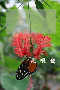 花呗逾期之后秒扣款吗 花呗逾期之后秒扣款吗