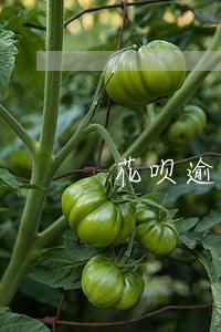 花呗逾期九个月还清还能使用吗 花呗逾期九个月还清还能使用吗