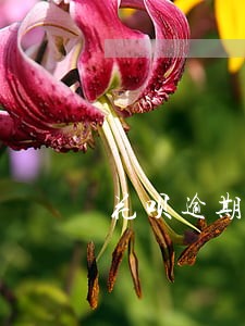 花呗逾期九天有人打电话 花呗逾期九天有人打电话