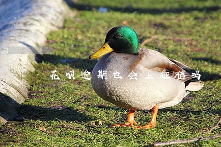 花呗逾期也会上征信吗 花呗逾期也会上征信吗