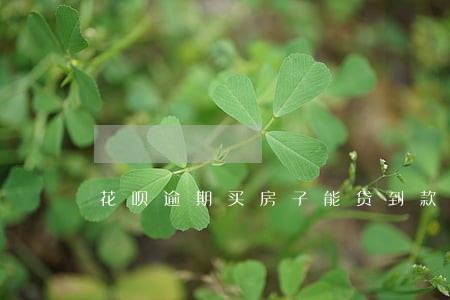 花呗逾期买房子能贷到款吗 花呗逾期买房子能贷到款吗