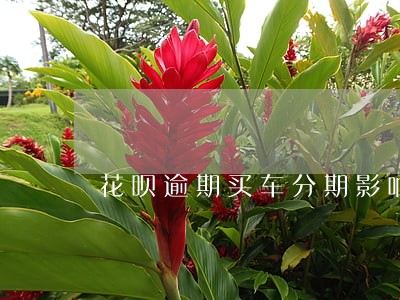 花呗逾期买车分期影响不影响 花呗逾期买车分期影响不影响
