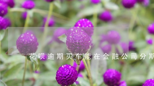 花呗逾期买车能在金融公司分期吗 花呗逾期买车能在金融公司分期吗