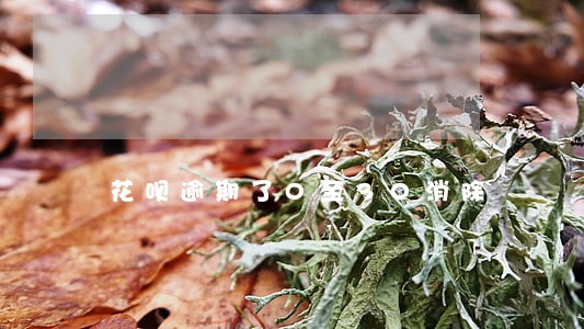 花呗逾期了0至30消除 花呗逾期了0至30消除