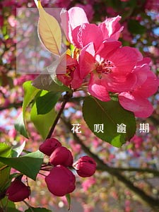花呗逾期了3个月没打电话 花呗逾期了3个月没打电话