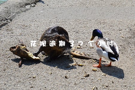 花呗逾期了7个小时 花呗逾期了7个小时