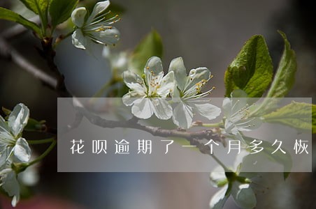 花呗逾期了一个月多久恢复 花呗逾期了一个月多久恢复