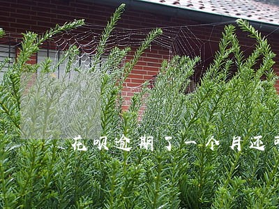 花呗逾期了一个月还可以用吗 花呗逾期了一个月还可以用吗
