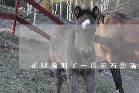 花呗逾期了一周左右还清 花呗逾期了一周左右还清