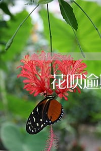 花呗逾期了一天会有影响吗 花呗逾期了一天会有影响吗