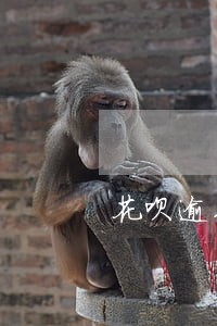 花呗逾期了一天又没事 花呗逾期了一天又没事