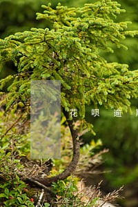 花呗逾期了一天的滞纳金是多少 花呗逾期了一天的滞纳金是多少