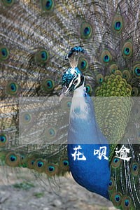 花呗逾期了一年了 花呗逾期了一年了