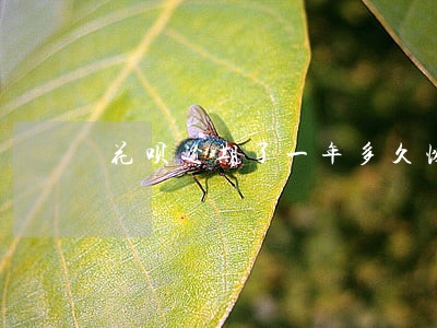 花呗逾期了一年多久恢复 花呗逾期了一年多久恢复