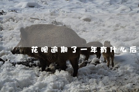 花呗逾期了一年有什么后果严重 花呗逾期了一年有什么后果严重