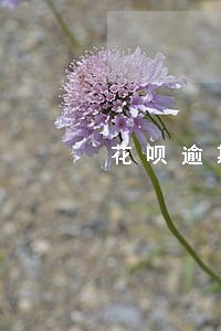 花呗逾期了一年还上了 花呗逾期了一年还上了
