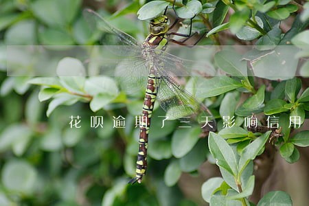 花呗逾期了三天影响信用吗 花呗逾期了三天影响信用吗