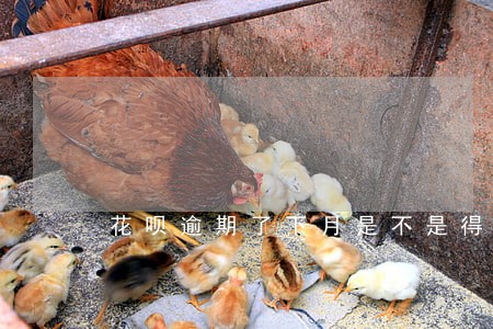 花呗逾期了下月是不是得还全款 花呗逾期了下月是不是得还全款
