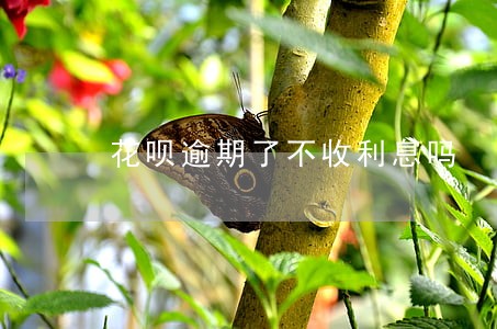 花呗逾期了不收利息吗 花呗逾期了不收利息吗
