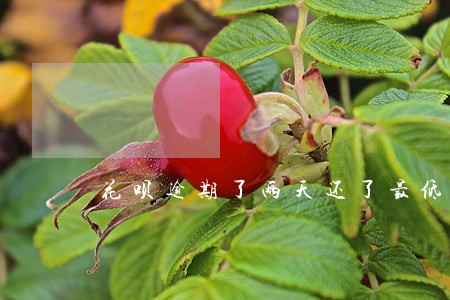 花呗逾期了两天还了最低还款 花呗逾期了两天还了最低还款