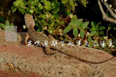 花呗逾期了两年怎么恢复使用 花呗逾期了两年怎么恢复使用