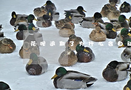 花呗逾期了为什么会自动还款 花呗逾期了为什么会自动还款