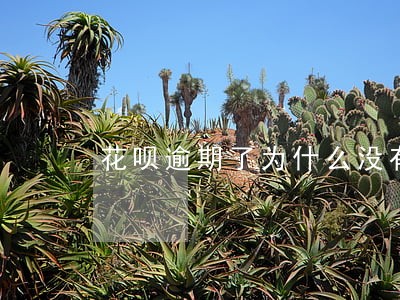 花呗逾期了为什么没有跟我打电话 花呗逾期了为什么没有跟我打电话