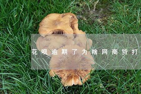 花呗逾期了为啥网商贷打电话 花呗逾期了为啥网商贷打电话