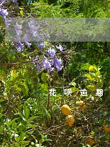 花呗逾期了买房影响信用吗 花呗逾期了买房影响信用吗