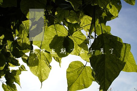 花呗逾期了五个月了 花呗逾期了五个月了