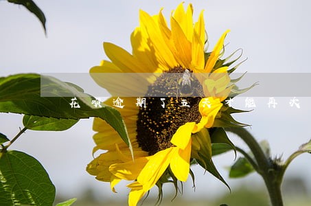 花呗逾期了五天才能再次使用