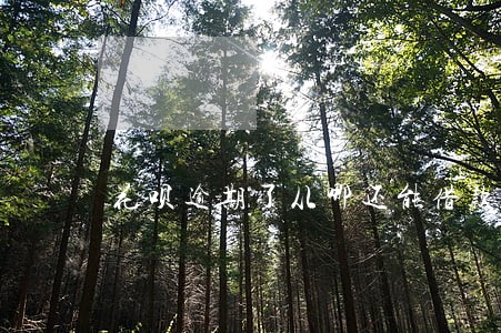 花呗逾期了从哪还能借款 花呗逾期了从哪还能借款