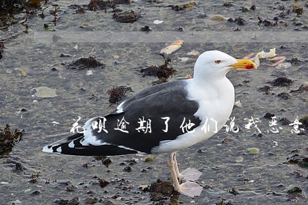 花呗逾期了他们说我恶意拖欠 花呗逾期了他们说我恶意拖欠
