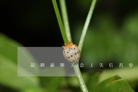 花呗逾期了会上失信名单么