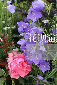 花呗逾期了会上黑名单 花呗逾期了会上黑名单