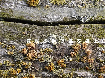 花呗逾期了会不会上门 花呗逾期了会不会上门