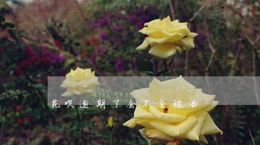 花呗逾期了会不会被告
