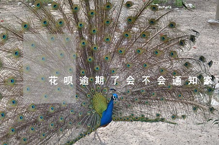 花呗逾期了会不会通知家人 花呗逾期了会不会通知家人