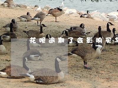 花呗逾期了会影响买车吗 花呗逾期了会影响买车吗