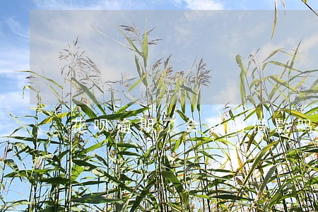 花呗逾期了会影响借款吗 花呗逾期了会影响借款吗