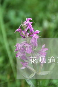 花呗逾期了会影响助学贷款 花呗逾期了会影响助学贷款