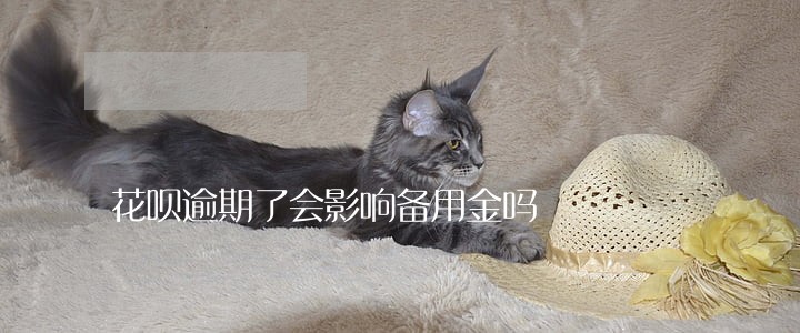 花呗逾期了会影响备用金吗 花呗逾期了会影响备用金吗