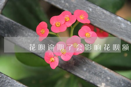 花呗逾期了会影响花呗额度 花呗逾期了会影响花呗额度