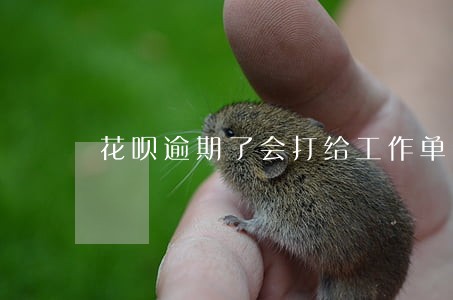 花呗逾期了会打给工作单位嘛 花呗逾期了会打给工作单位嘛