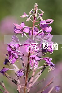 花呗逾期了会有人打电话给你吗 花呗逾期了会有人打电话给你吗