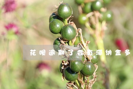 花呗逾期了会有滞纳金多少 花呗逾期了会有滞纳金多少