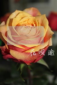 花呗逾期了会用什么电话催 花呗逾期了会用什么电话催